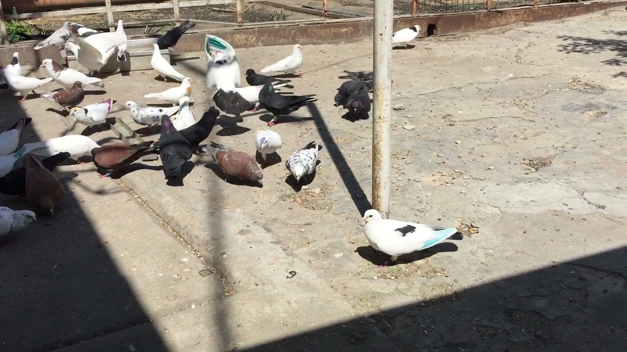 #Pigeons