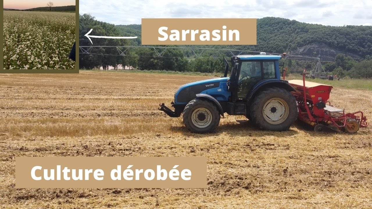 Culture Dérobée de Sarrasin