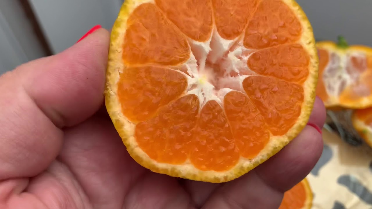 Мандарин Сатцума Окитсу Васе, плодоношение в Киевской обл.