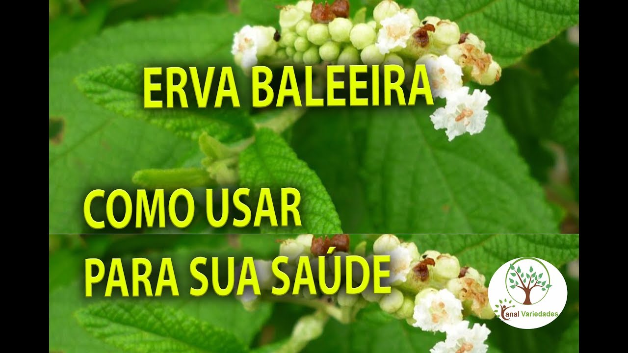 Erva Baleeira, Horta Medicinal (Cordia verbenacea ), Plantar em Casa