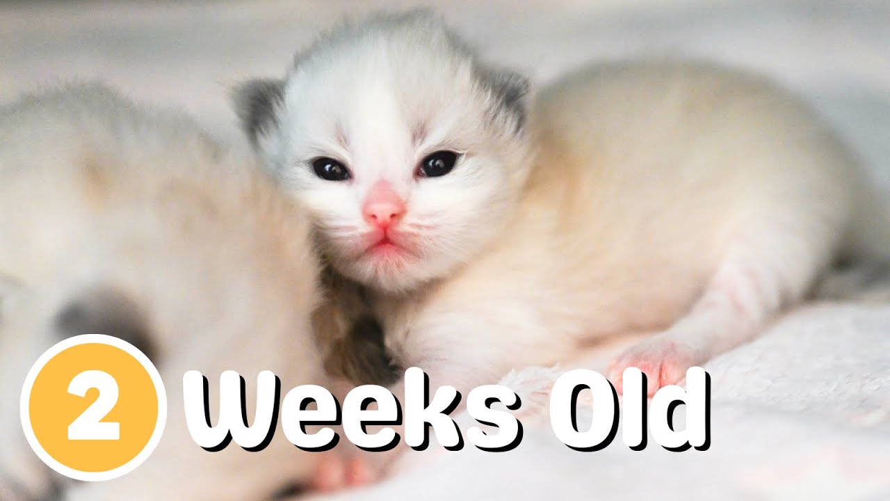 Ragdoll Kittens 2 weeks old | So Cute!
