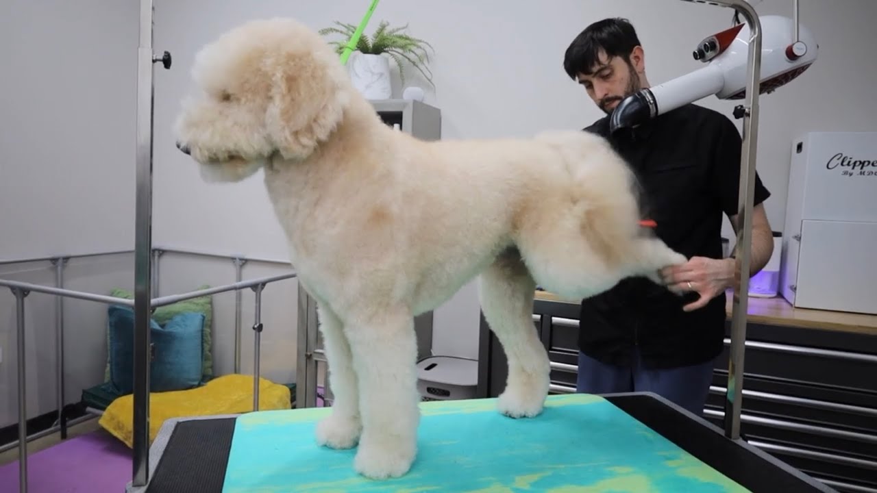Doodle Grooming Routine ASMR | Brookhaven, GA Dog Groomer