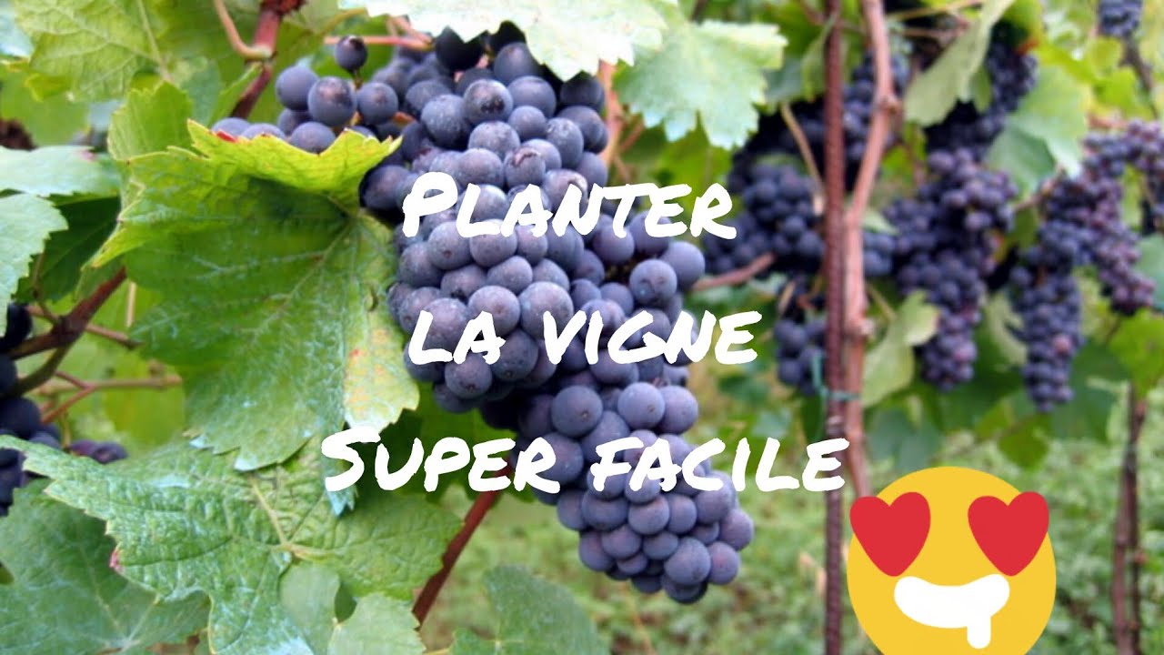 Super facile: Plantation des vignes et plantes compagnes  rosiers clématites dans le nord ( argile)