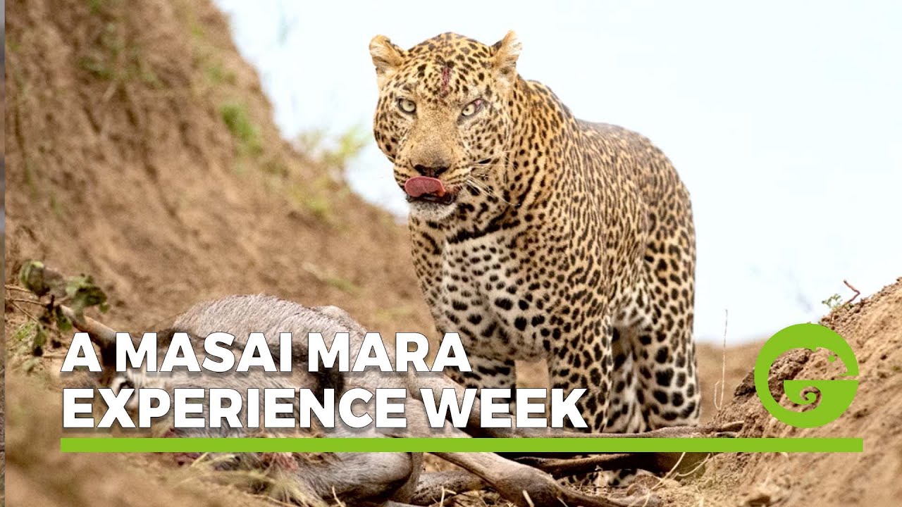 A Masai Mara Experience week