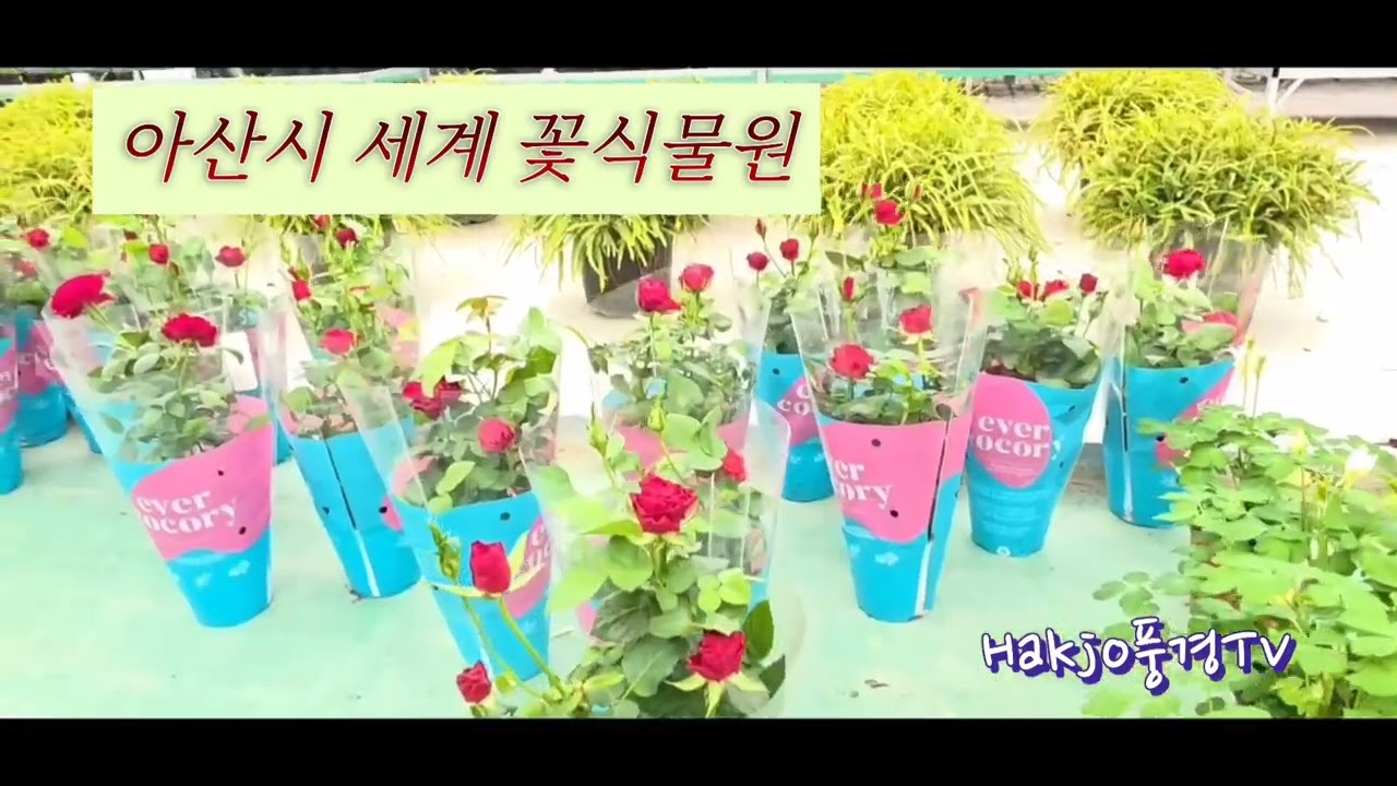 #세계꽃식물원풍경#온실#아산시#꽃식물판매 #World Flower Botanical Garden #Greenhouse #Asan City #Flower Plant Sales