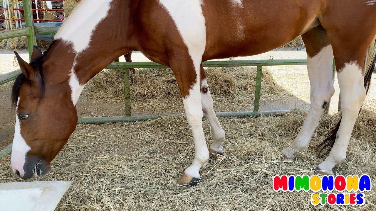 Vacas y Caballos 🐮🐴 Toros Ovejas 🐑 Animales reales ✨ Videos para bebes y niños - Mimonona Stories