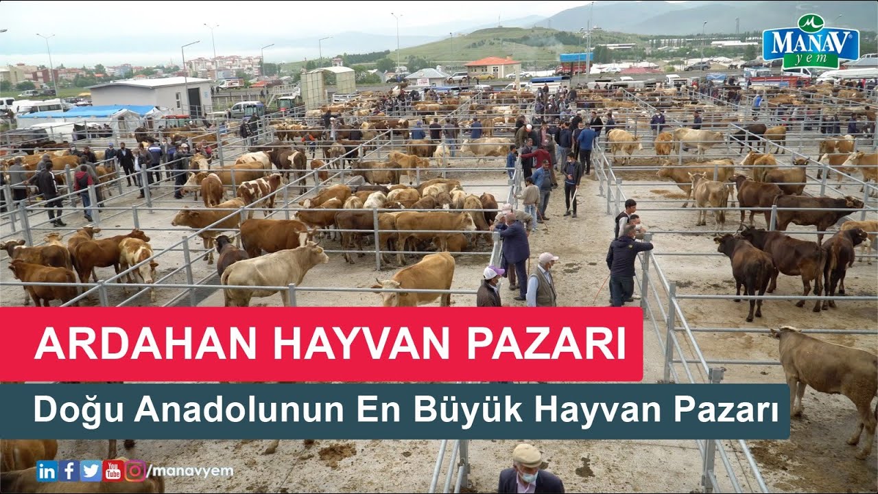 Ardahan Hayvan Pazarı | Dogu Anadolunun En Büyük Hayvan Pazarı