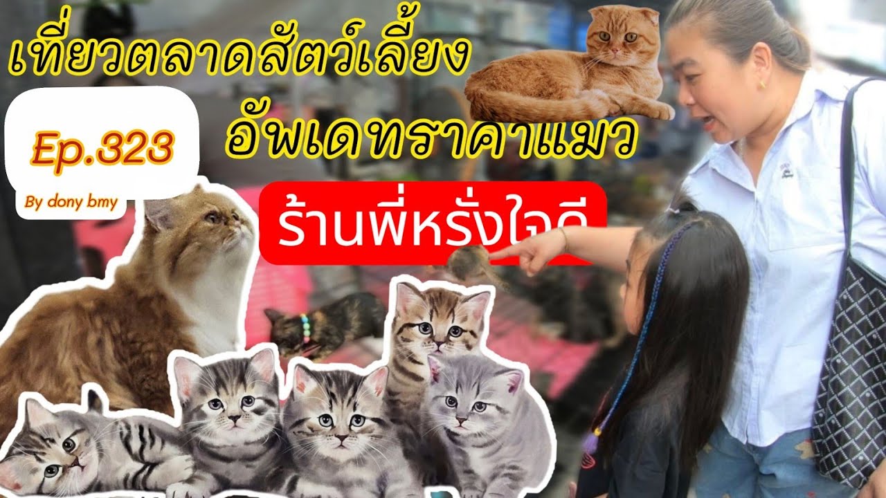 เที่ยวตลาดสัตว์เลี้ยง Ep.323 🐯🐱อัพเดทราคาแมวร้านพี่หรั่ง| #จตุจักร #Chatuchak #แมวน่ารัก #catlover