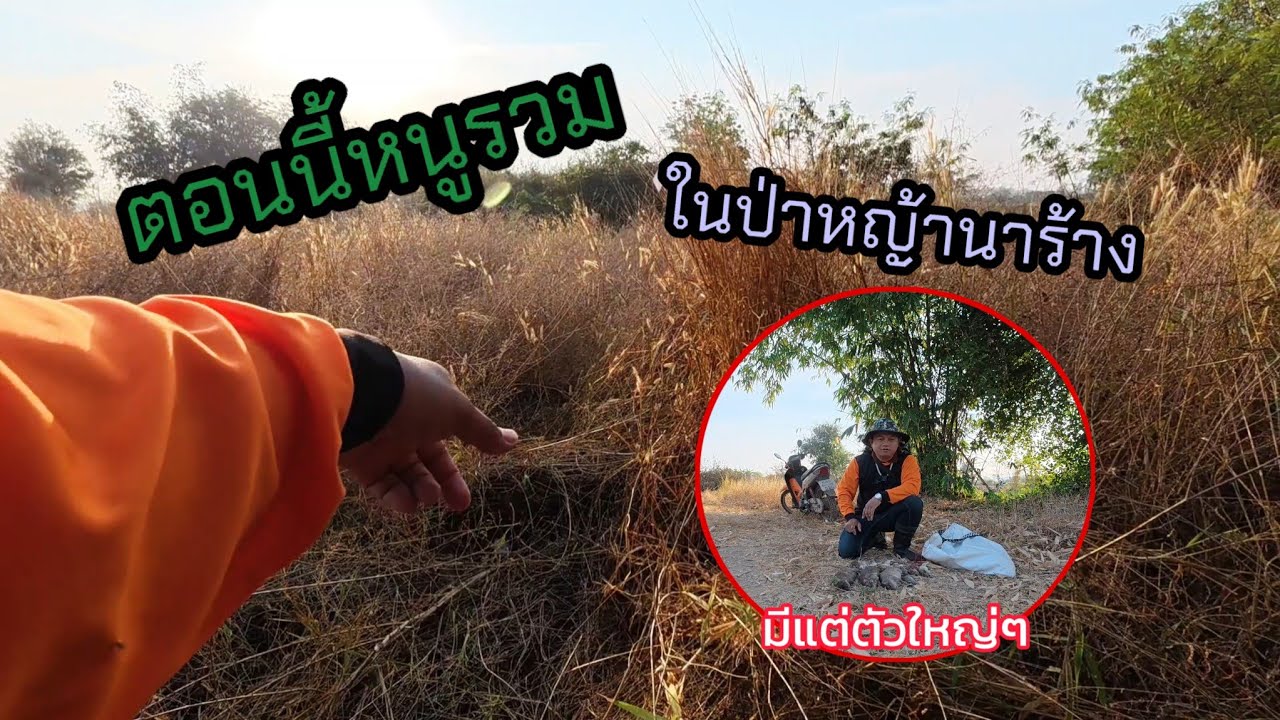 Ep.136 ตอนนี้หนูรวม ในป่าหญ้านาร้าง มีแต่ตัวใหญ่ๆ