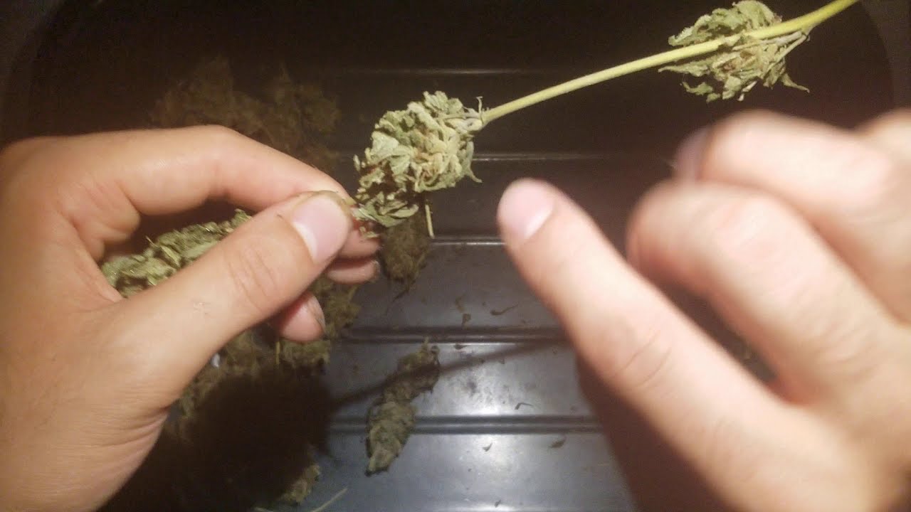 When To Start Curing? - How To Know When Cannabis Is Ready To Be Jarred & Stored Long-Term