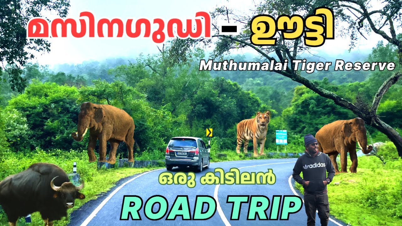 EP-01 Mudumalai Masinagudi-Ooty Road Trip | 36 Hair Pin കേറി ഊട്ടിയിലേക്ക് യാത്ര | Jithin M P Vlogs
