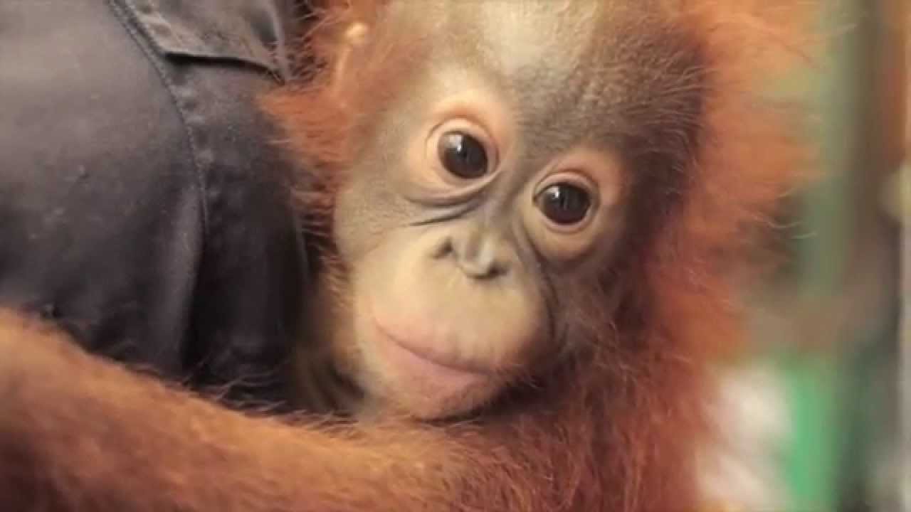 The Orangutan Project Christmas Appeal | The Orangutan Project