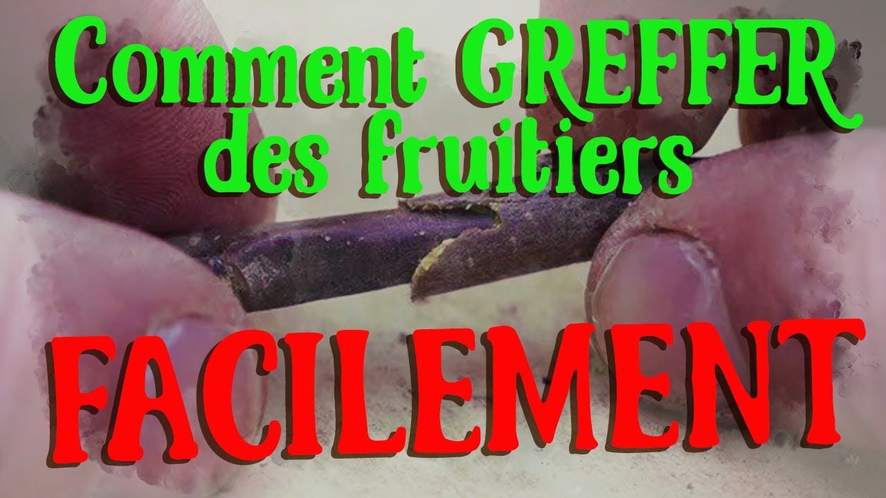 Le greffage de Fruitiers le plus simple du monde [et en 5 minutes]