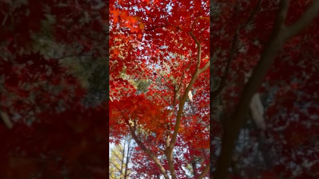 Seoul must visit and do in Autumn #seouladventures #travel #autumninseoul #tourist #visitkorea