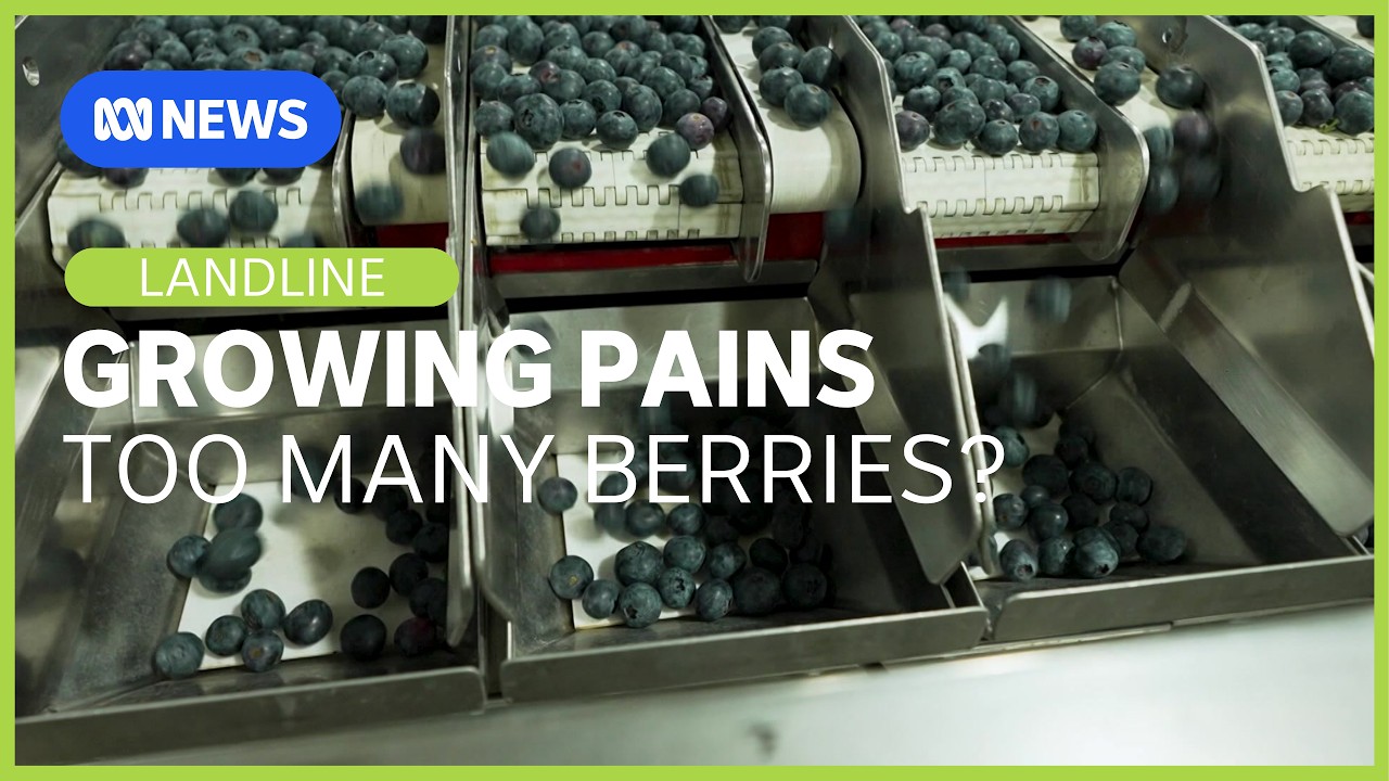 Growing pains as blueberry industry expands rapidly and appetites increase | Landline | ABC News