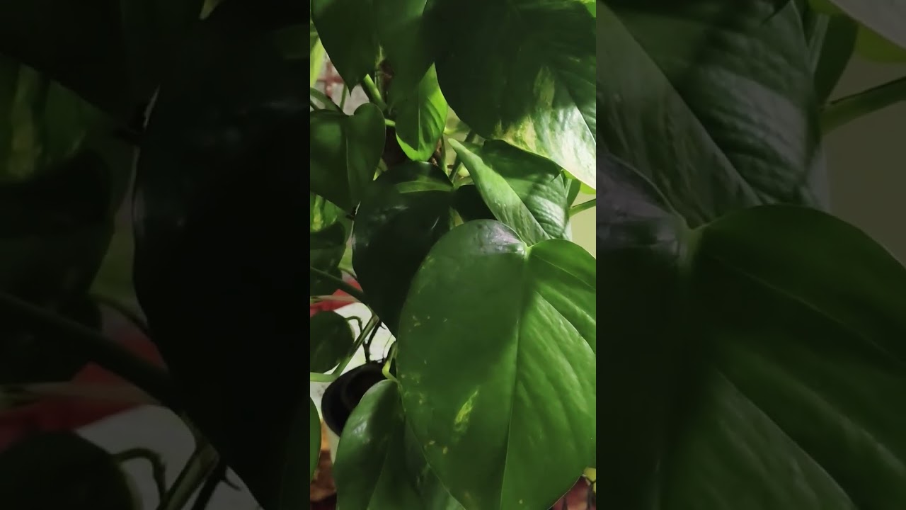 @губарЁва Наталья и трубы. Часть 1.