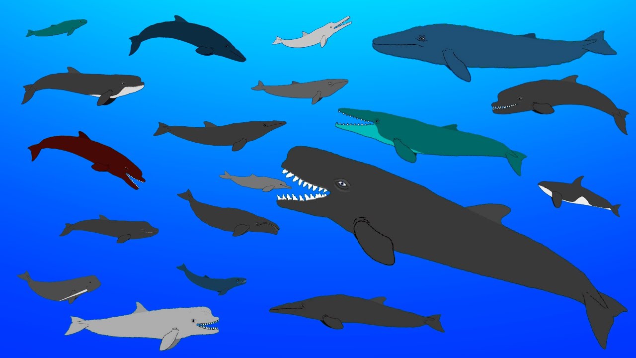 Extinct Prehistoric Whales - Animated Size Comparison