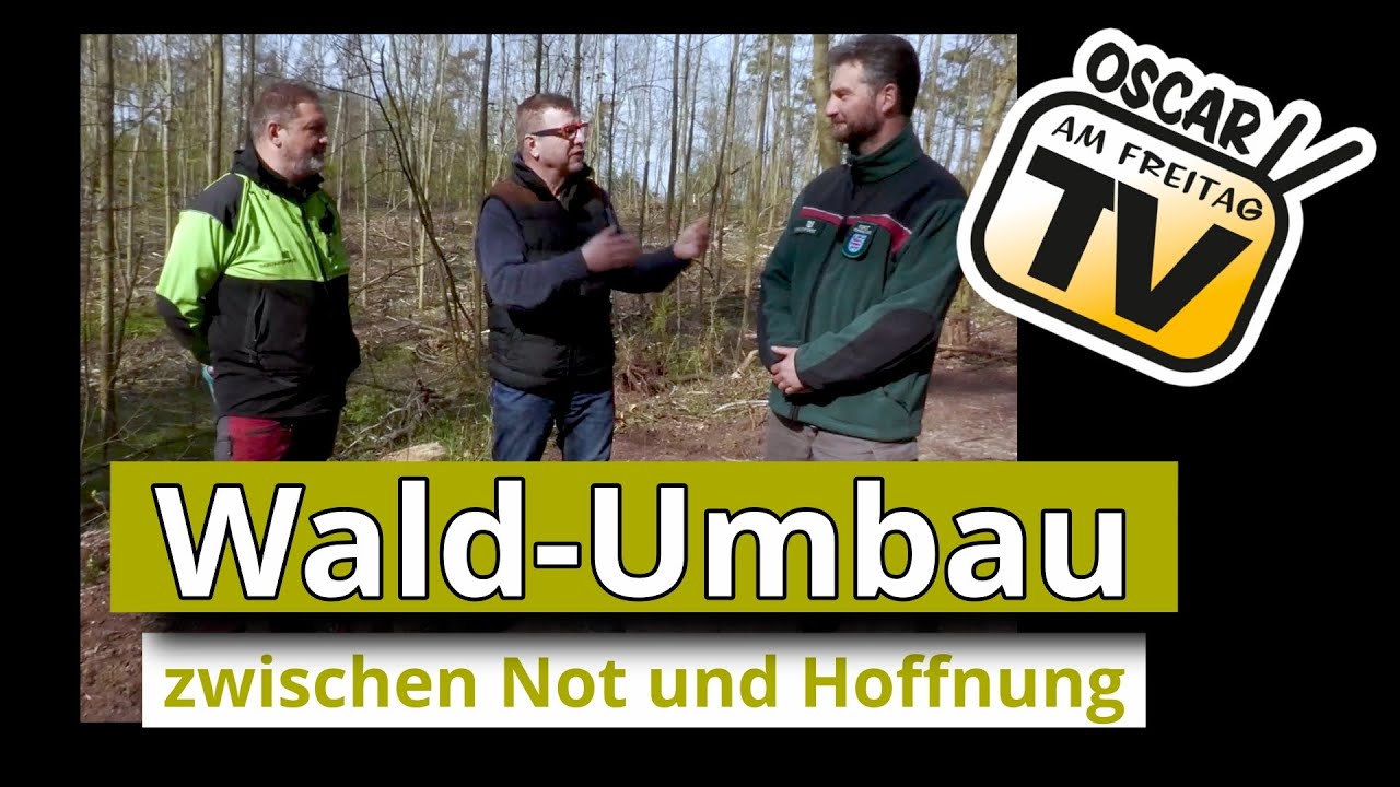 Waldumbau zwischen Not und Hoffnung