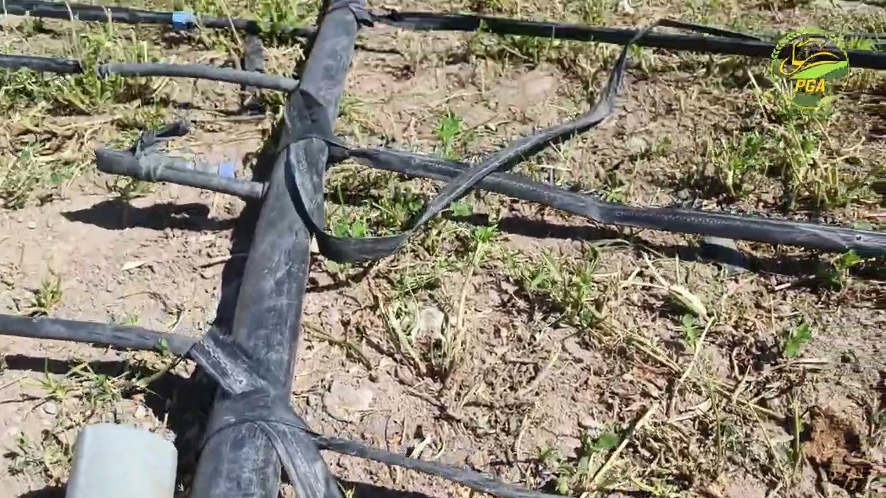 riego por goteo en cultivo de alfalfa.