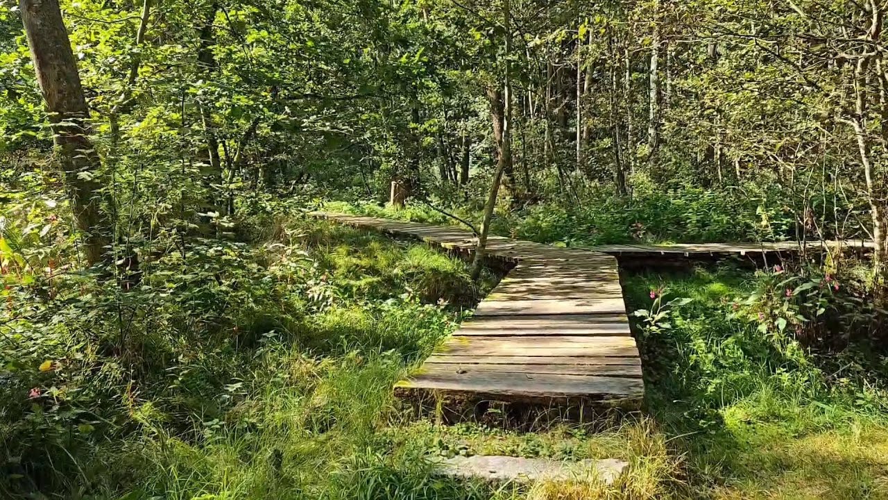 Walk in the forest, nature trail, Weißenhorn Bavaria (Bayern), outdoor
