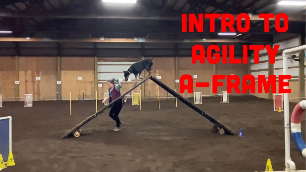 How to Introduce a Timid Dog to the Agility A-Frame