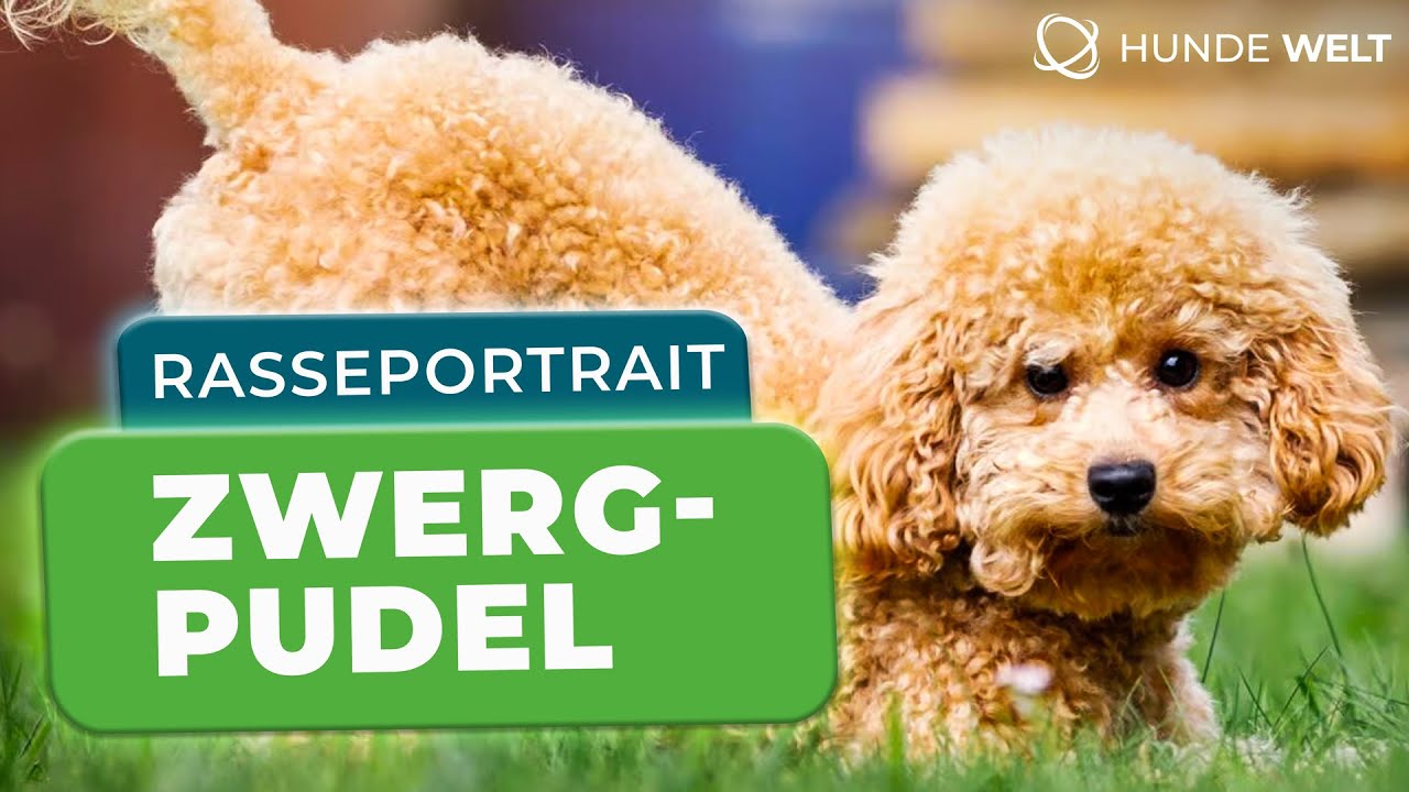 Zwergpudel - Rasseportrait | Aussehen, Wesen & Pflege