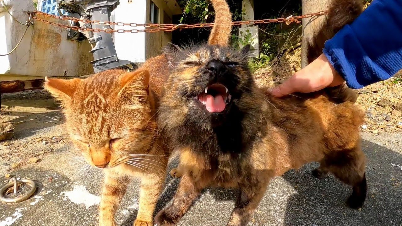 Бродячая кошка, которая прерывает, когда ее гладят, милая