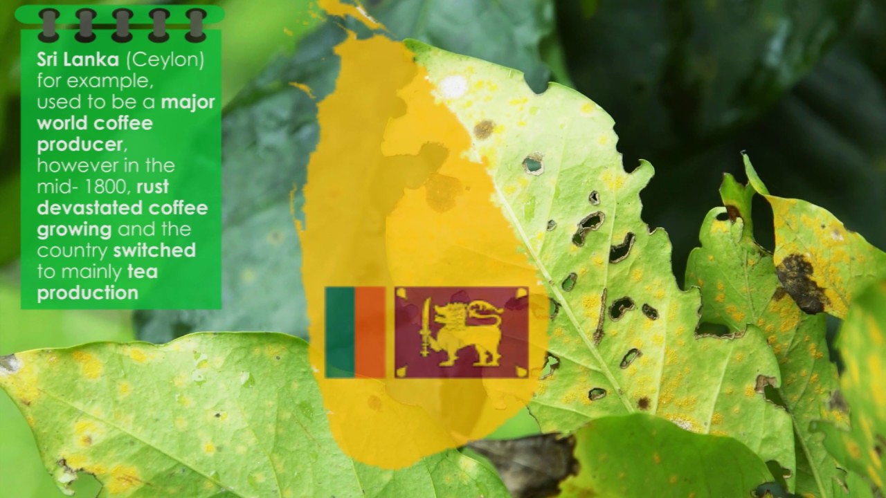 Coffee Leaf Rust