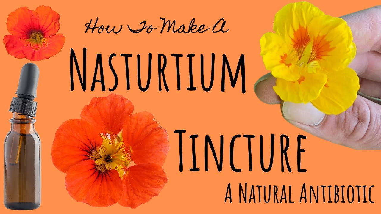 How To Make A Nasturtium Tincture | Natural Antibiotic Tincture Recipe | Home Grown Antibiotic