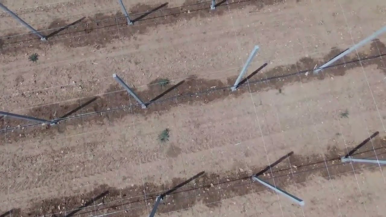 Plantation de vigne de table