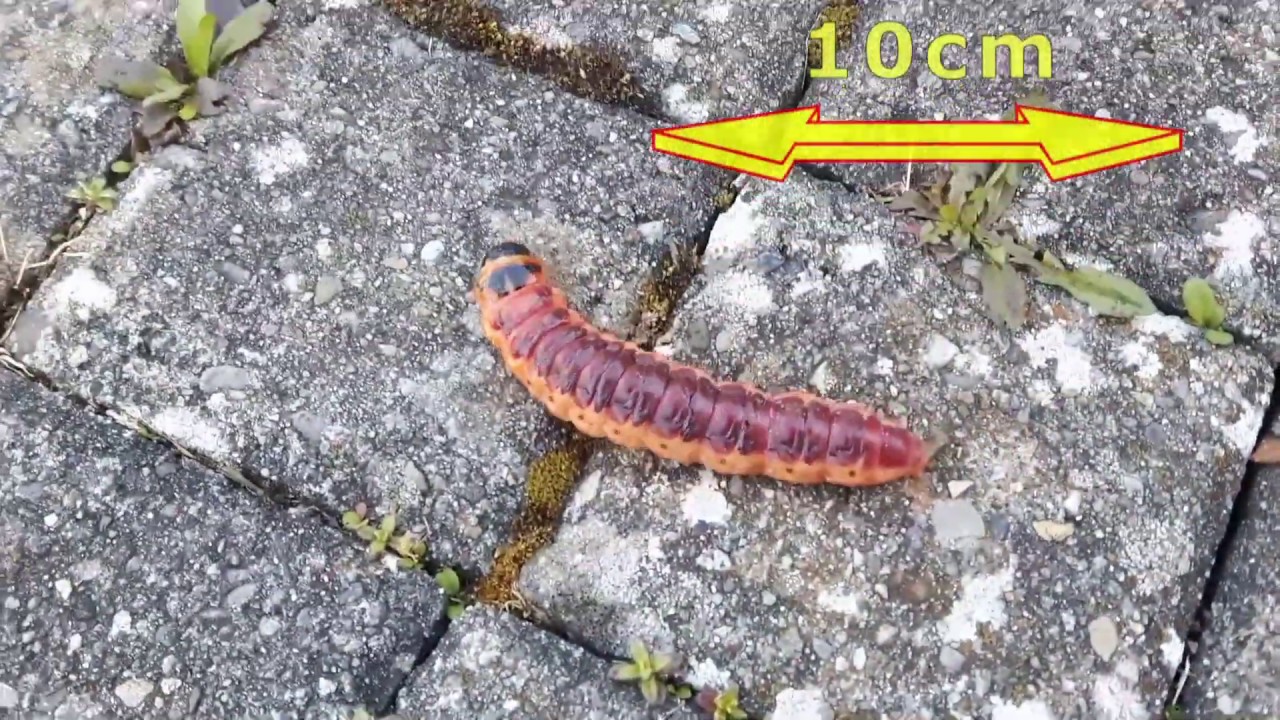 Chenille de 10cm de long, Cossus Cossus gâte-bois ou Raupe der Weidenbohrer