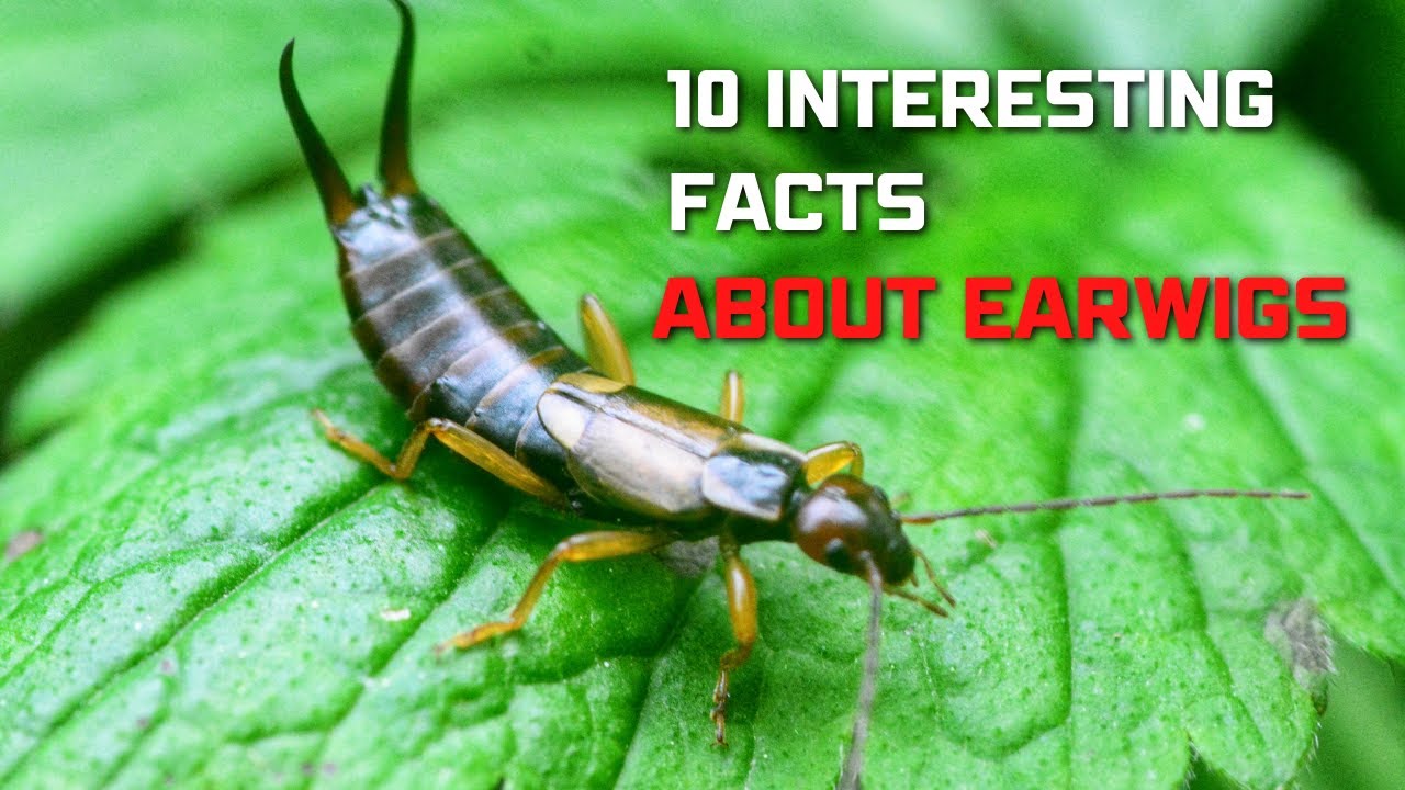 10 MOST AMAZING FACTS ABOUT EARWIGS  | #AnimalsandPets