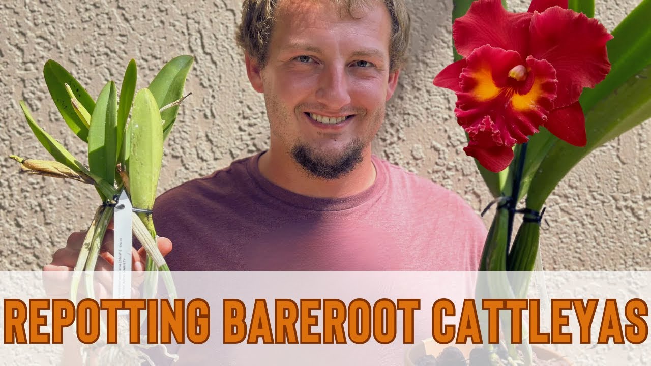Repotting Bare Root Cattleya Divisions 🪴