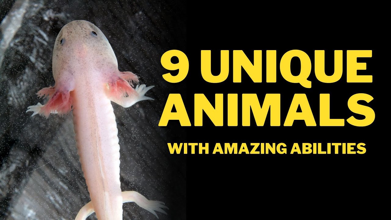 9 UNIQUE ANIMALS WITH AMAZING ABILITIES