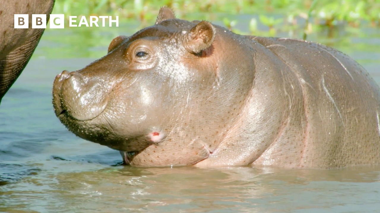 Animal Family Survival Stories | BBC Earth