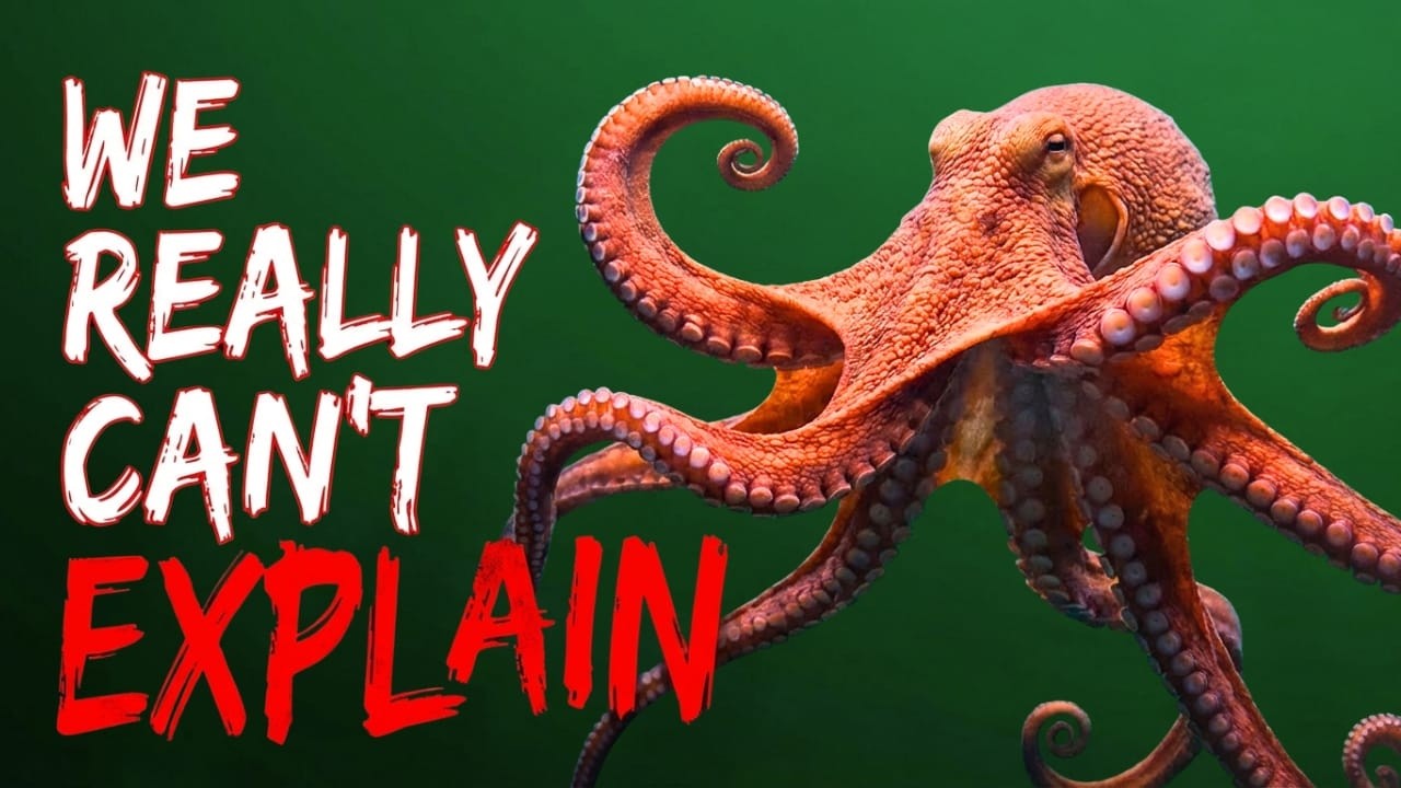 Why Is the Octopus the Strangest Creature on Earth....What Is Its Secret?