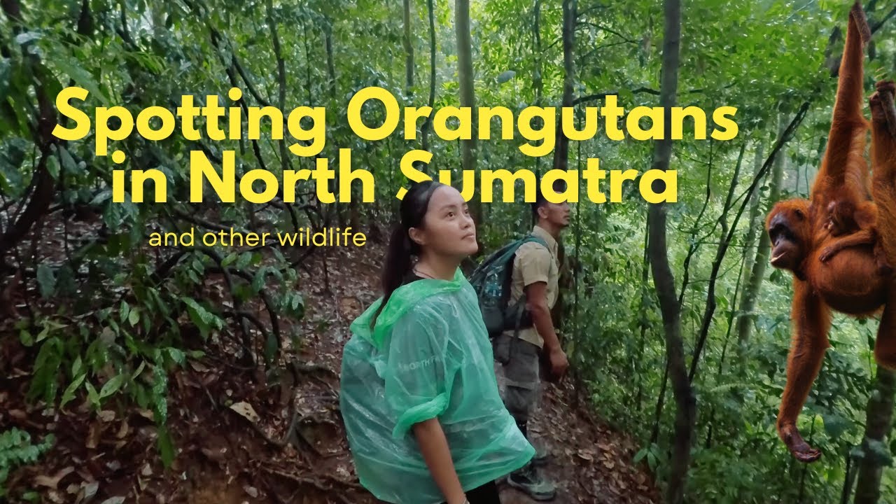 jungle trekking & camping in north sumatra | orangutans & other wildlife in their habitat