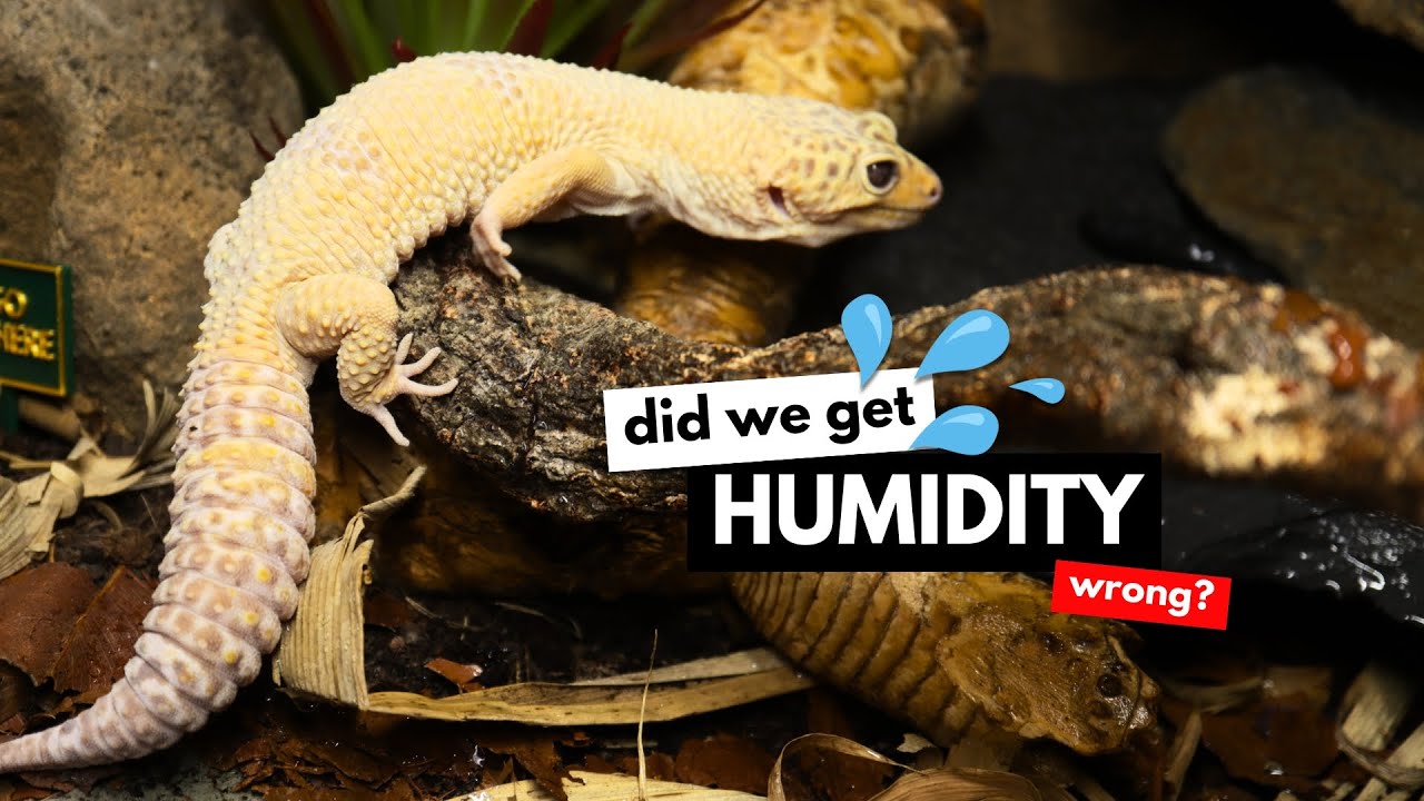 Leopard Geckos & Humidity: Are We Doing It WRONG?!
