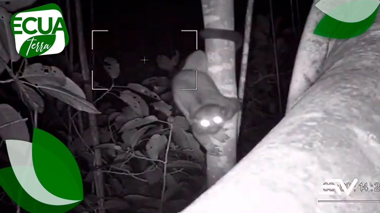 Ecuaterra | Exploramos la cordillera Chongón-Colonche, hogar de 33 especies de mamíferos nativos