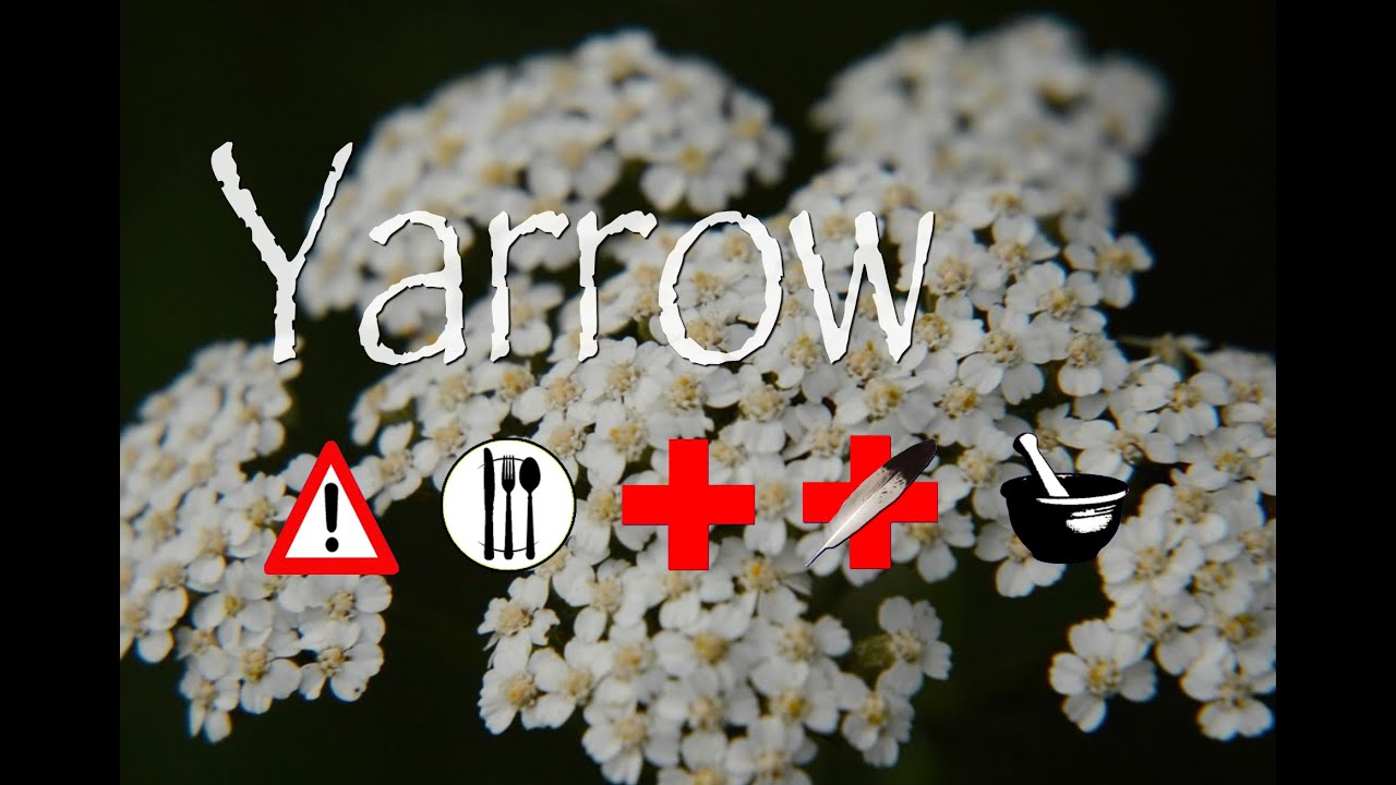 Yarrow: Edible, Medicinal, Cautions & Other Uses