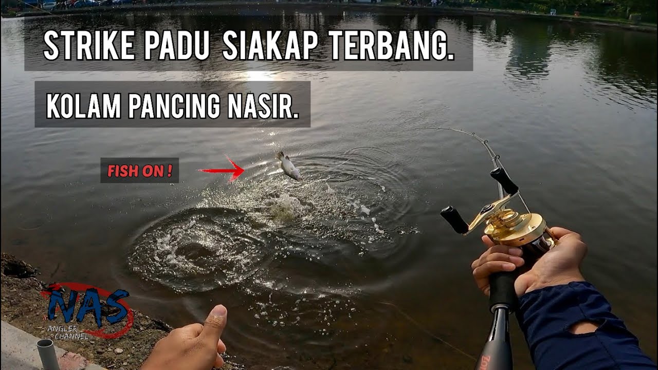 Siakap TERBANG Kolam Pancing Nasir. #022