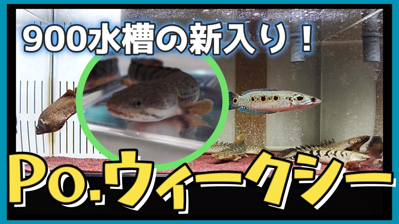 【アクアリウム】900水槽の新入り！Po.ウィークシー
