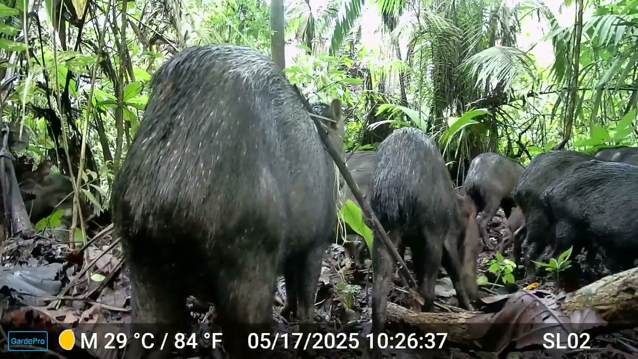 Wildlife in Motion | A Herd of White-Lipped Peccaries at Sacha Lodge