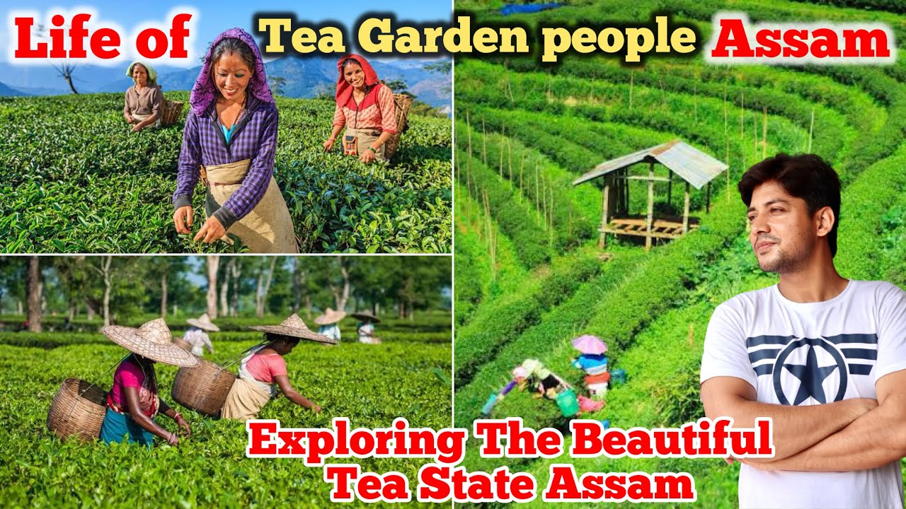 Assam tea garden || Tea garden people Assam  || Exploring The Beautiful tea state Assam | Tea tribe
