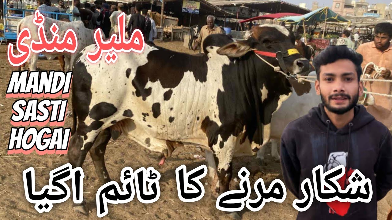 Malir Mandi Karachi Cattle Rates Update 28 October 2025 | cow mandi