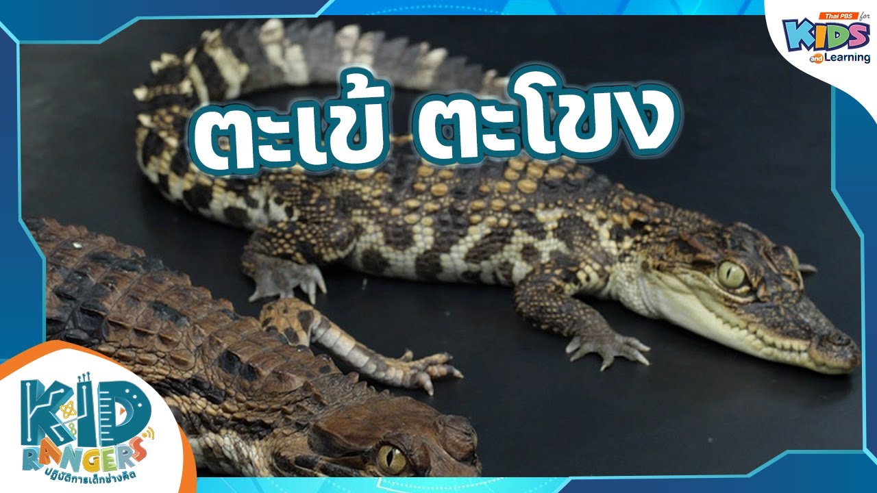 ตะเข้ ตะโขง | Kid Rangers ปฏิบัติการเด็กช่างคิด