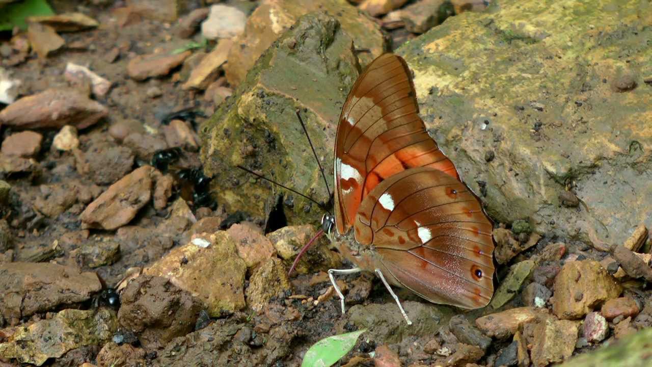 Butterflies from Yungas 2012