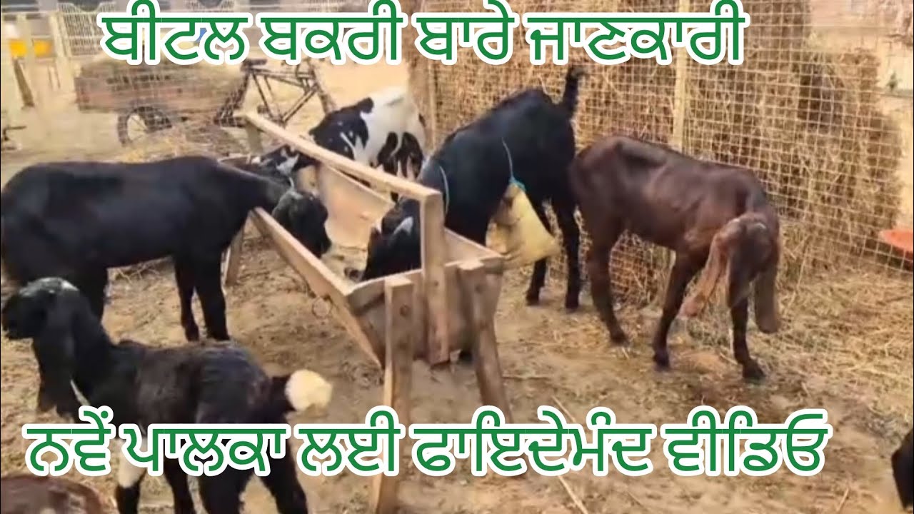 ਬੀਟਲ ਬਕਰੀ ਬਾਰੇ ਜਾਣਕਾਰੀ।। ਨਵੇਂ ਪਾਲਕਾ ਲਈ ਫਾਇਦੇਮੰਦ ਵੀਡਿਓ।।#1millionsubscriber #betalgoat