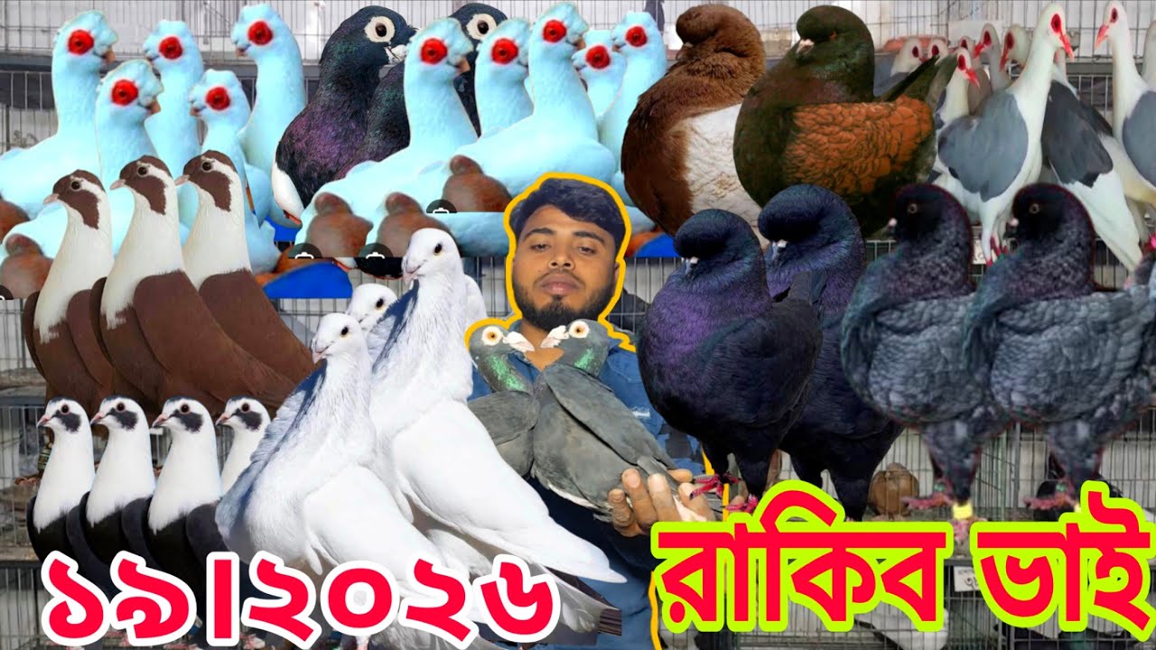 সবচেয়ে বড় ফেন্সি কবুতরের খামার।। সবচেয়ে কম দামে কবুতর কিনুন।। রাকিব ভাই কবুতরের খামার ২০২৬