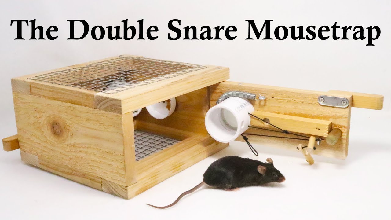 The Double Snare Mousetrap Invented By A Youtube Viewer. Mousetrap Monday